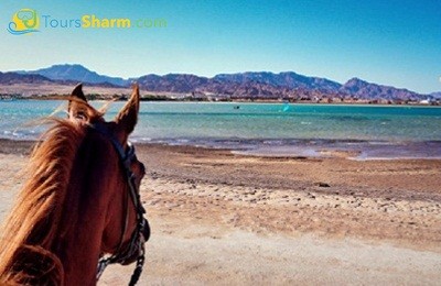 Horse riding on the beach in sharm el-sheikh