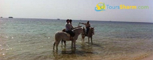 Horse riding on the beach in sharm el-sheikh