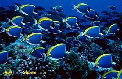 Ras Mohammed by boat from Sharm El-Sheikh