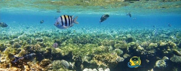 Ras Mohammed by boat from Sharm El-Sheikh