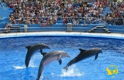 Dolphin Show and Swimming in Sharm el Sheikh