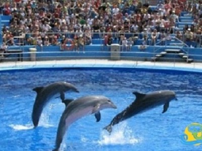 Dolphin Show and Swimming in Sharm el Sheikh