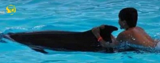 Dolphin Sharm el-Sheikh