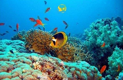 Ras Mohammed excursion