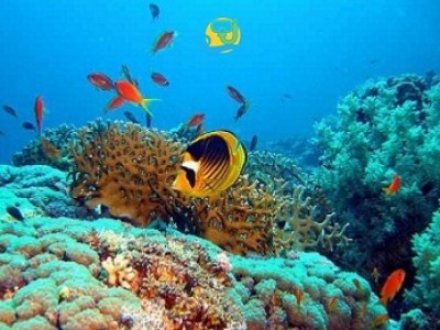 Ras Mohammed excursion