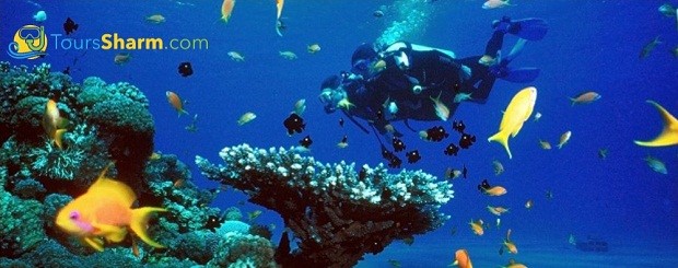 Ras Mohammed excursion from sharm el sheikh