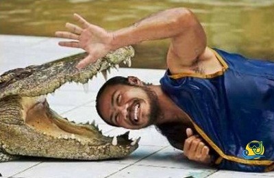 crocodile and snakes show in sharm el-sheikh