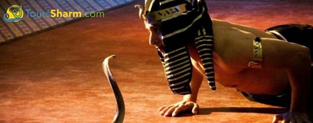 crocodile and snakes show in sharm el sheikh excursion