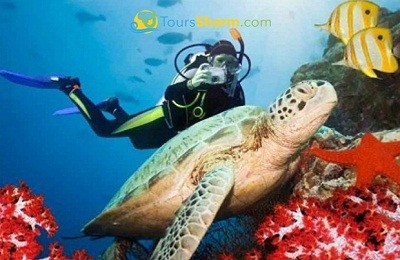 Advanced Scuba Diving Sharm El-Sheikh