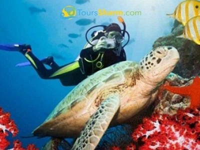 Advanced Scuba Diving Sharm El-Sheikh