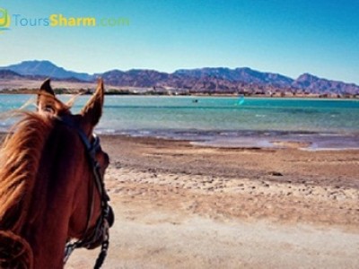 Horse riding on the beach in sharm el-sheikh