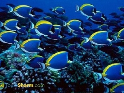 Ras Mohammed by boat from Sharm El-Sheikh