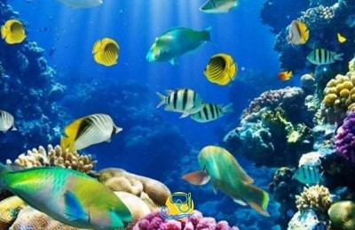 Scuba Diving Sharm El-Sheikh