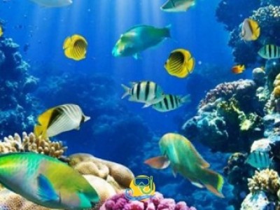 Scuba Diving Sharm El-Sheikh